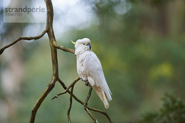 Gelbhaubenkakadu  Cacatua galerita  Dandenong-Ranges-Nationalpark  Victoria  Australien