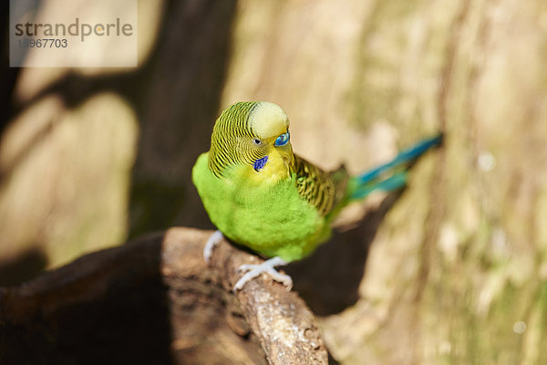 Wellensittich  Melopsittacus undulatus  Victoria  Australien