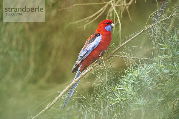 Pennantsittich  Platycercus elegans  Great-Otway-Nationalpark  Victoria  Australien