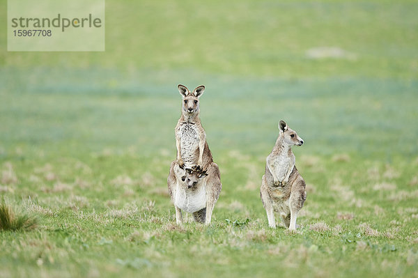 Östliche graue Riesenkängurus  Macropus giganteus  Victoria  Australien