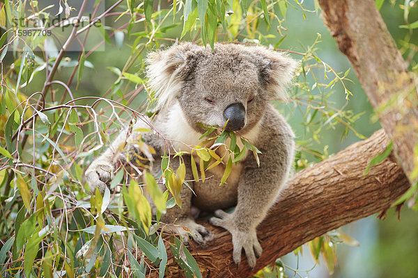 Koala  Phascolarctos cinereus  Victoria  Australien