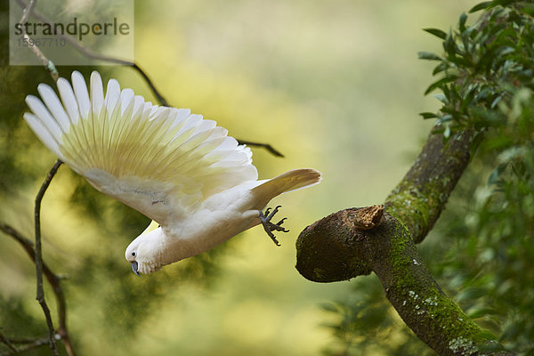 Gelbhaubenkakadu  Cacatua galerita  Dandenong-Ranges-Nationalpark  Victoria  Australien