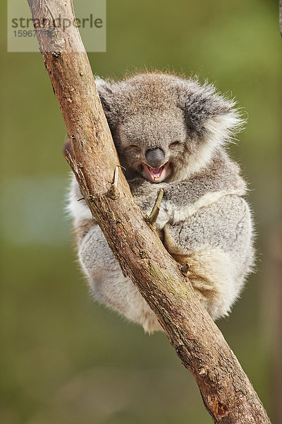 Koala  Phascolarctos cinereus  Victoria  Australien