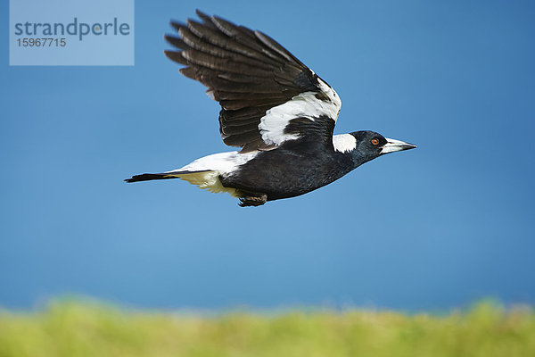 Flötenvogel  Cracticus tibicen  Victoria  Australien