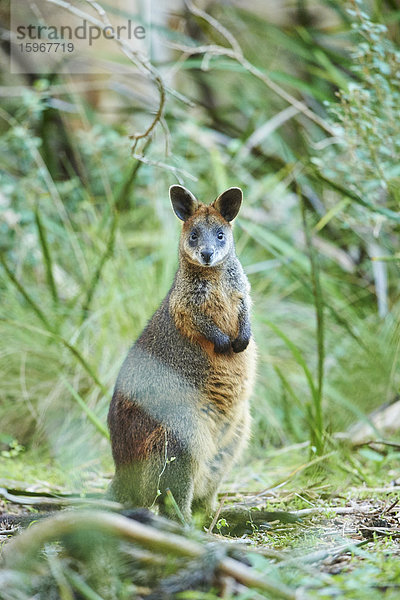 Sumpfwallaby  Wallabia bicolor  Victoria  Australien