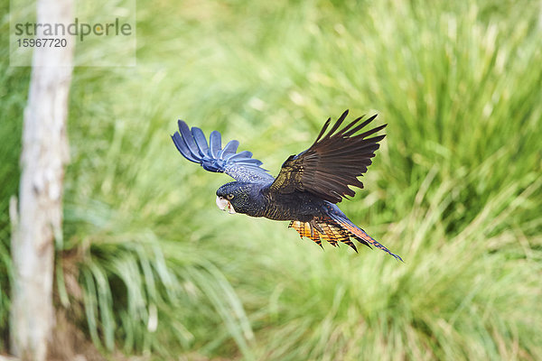 Banks-Rabenkakadu  Calyptorhynchus banksii  Victoria  Australien