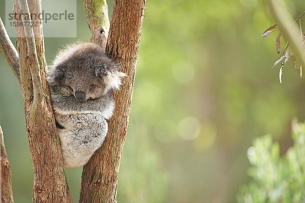 Koala  Phascolarctos cinereus  Victoria  Australien