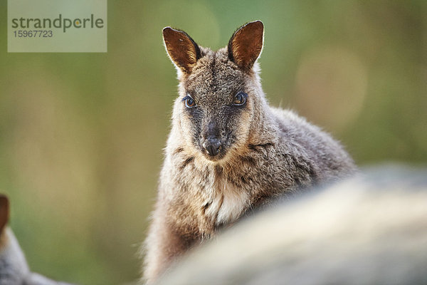 Bürstenschwanz-Felskänguru  Petrogale penicillata  Victoria  Australien