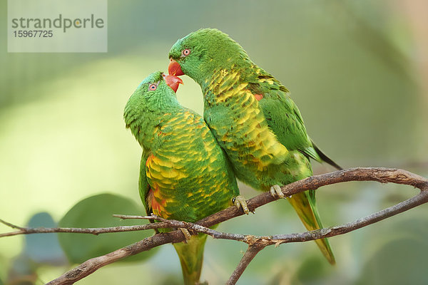 Zwei Schuppenloris  Trichoglossus chlorolepidotus  Victoria  Australien