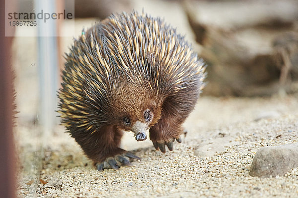 Ameisenigel  Echidna  Victoria  Australien