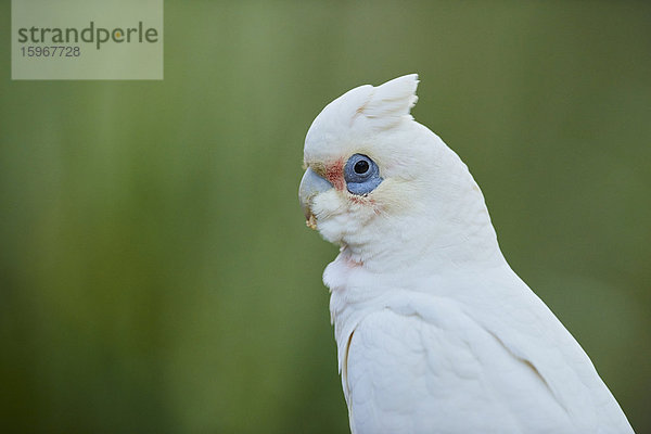 Nasenkakadu  Cacatua tenuirostris  Victoria  Australien