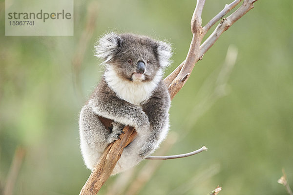 Koala  Phascolarctos cinereus  Victoria  Australien