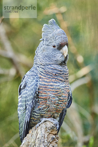 Helmkakadu  Callocephalon fimbriatum  Victoria  Australien