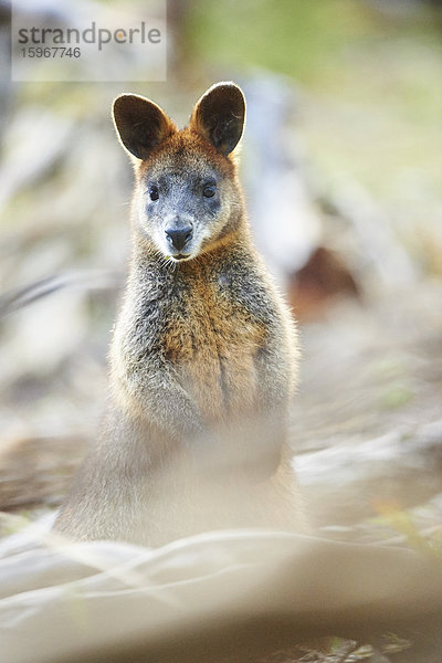 Sumpfwallaby  Wallabia bicolor  Victoria  Australien