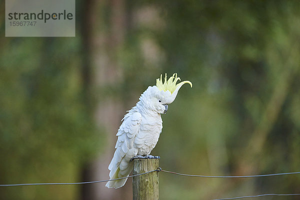 Gelbhaubenkakadu  Cacatua galerita  Dandenong-Ranges-Nationalpark  Victoria  Australien