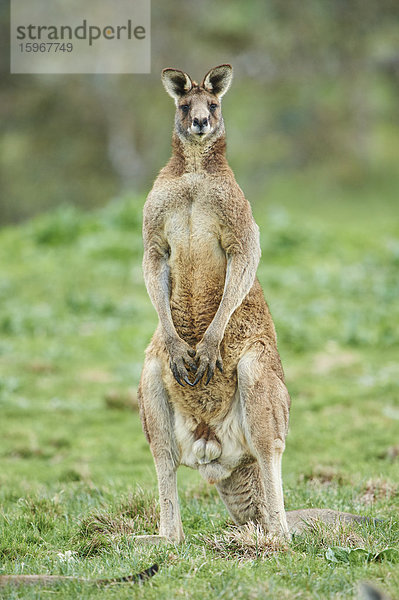 Östliches graues Riesenkänguru  Macropus giganteus  Victoria  Australien