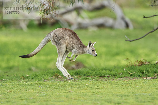 Östliches graues Riesenkänguru  Macropus giganteus  Victoria  Australien