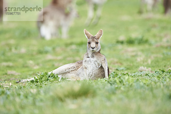 Östliches graue Riesenkängurus  Macropus giganteus  Victoria  Australien