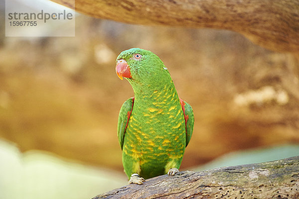 Schuppenlori  Trichoglossus chlorolepidotus  Victoria  Australien