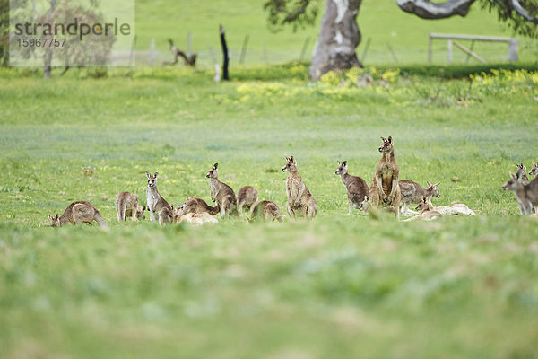 Östliches graue Riesenkängurus  Macropus giganteus  Victoria  Australien