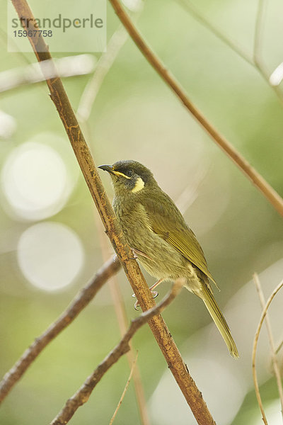 Goldohr-Honigfresser  Meliphaga lewinii  Victoria  Australien