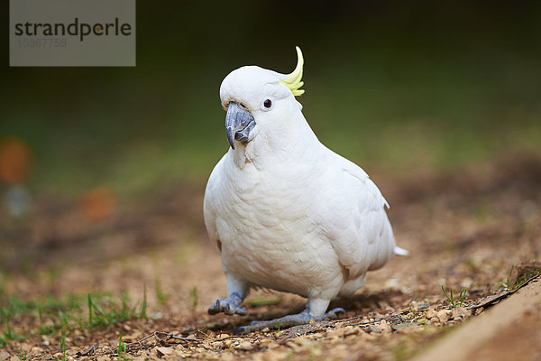 Gelbhaubenkakadu  Cacatua galerita  Dandenong-Ranges-Nationalpark  Victoria  Australien