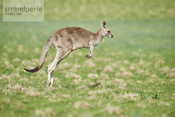 Östliches graues Riesenkänguru  Macropus giganteus  Victoria  Australien