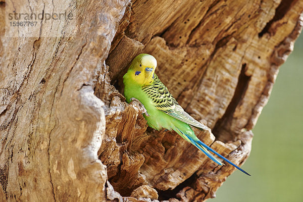 Wellensittich  Melopsittacus undulatus  Victoria  Australien