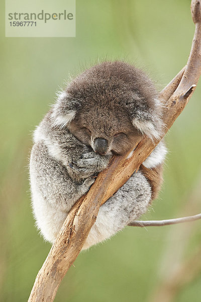 Koala  Phascolarctos cinereus  Victoria  Australien