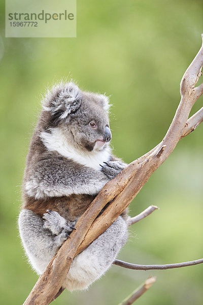 Koala  Phascolarctos cinereus  Victoria  Australien