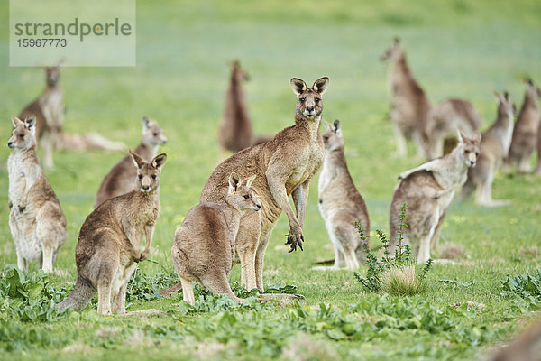 Östliches graues Riesenkänguru  Macropus giganteus  Victoria  Australien