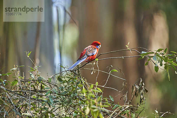 Pennantsittich  Platycercus elegans  Dandenong-Ranges-Nationalpark  Victoria  Australien