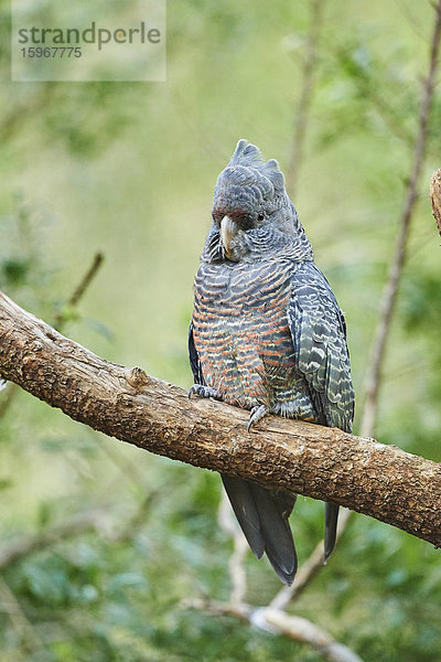 Helmkakadu  Callocephalon fimbriatum  Victoria  Australien