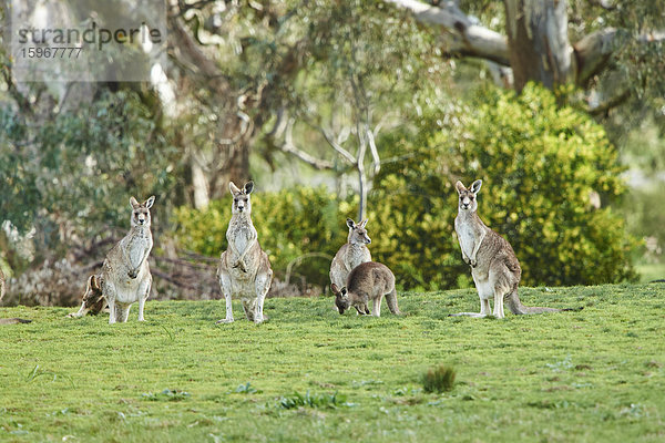 Östliche graue Riesenkängurus  Macropus giganteus  Victoria  Australien