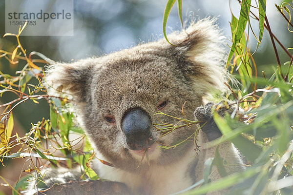 Koala  Phascolarctos cinereus  Victoria  Australien