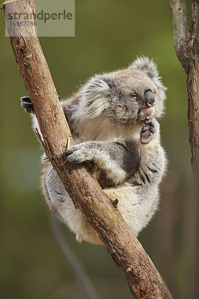 Koala  Phascolarctos cinereus  Victoria  Australien