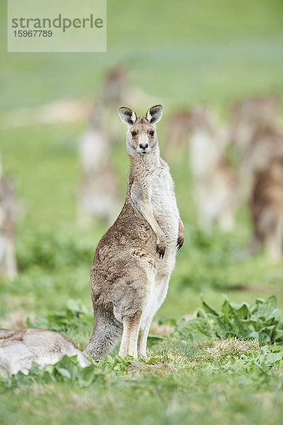 Östliche graue Riesenkängurus  Macropus giganteus  Victoria  Australien