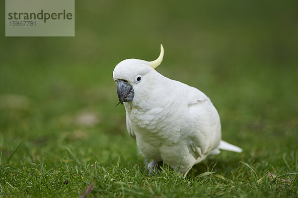 Gelbhaubenkakadu  Cacatua galerita  Dandenong-Ranges-Nationalpark  Victoria  Australien