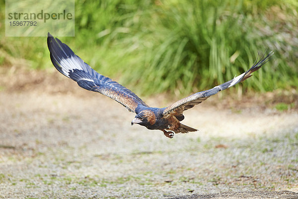 Keilschwanzadler  Aquila audax  Victoria  Australien