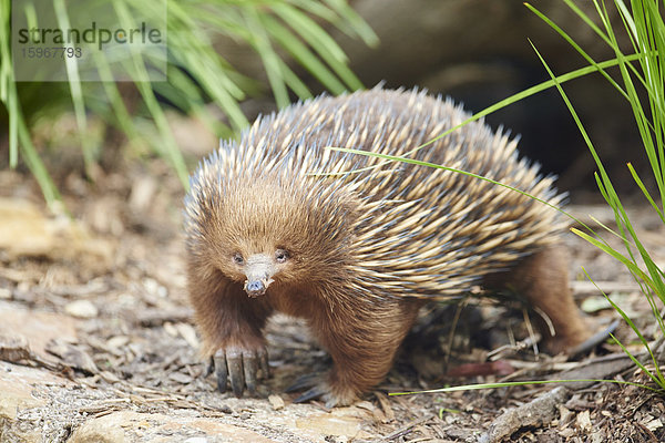 Ameisenigel  Tachyglossidae  Victoria  Australien