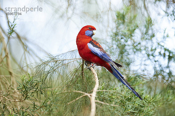 Pennantsittich  Platycercus elegans  Dandenong-Ranges-Nationalpark  Victoria  Australien