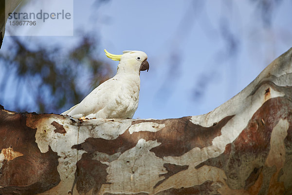 Gelbhaubenkakadu  Cacatua galerita  Victoria  Australien