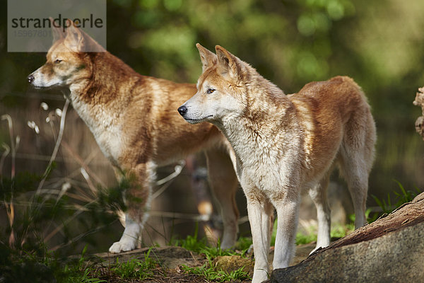 Dingo  Canis lupus dingo  Victoria  Australien