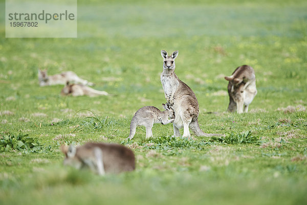 Östliche graue Riesenkängurus  Macropus giganteus  Victoria  Australien