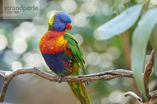 Allfarblori  Trichoglossus moluccanus  Victoria  Australien