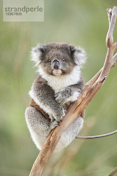 Koala  Phascolarctos cinereus  Victoria  Australien