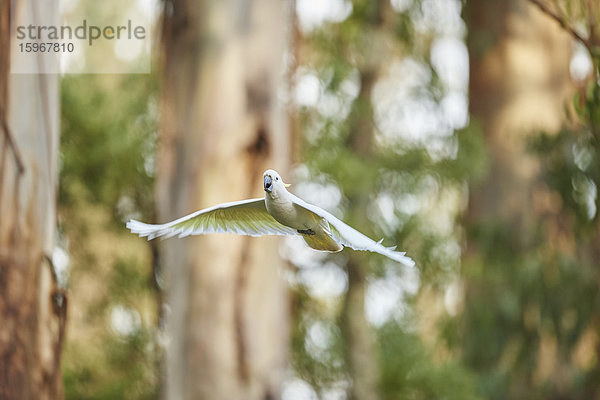 Gelbhaubenkakadu  Cacatua galerita  Dandenong-Ranges-Nationalpark  Victoria  Australien