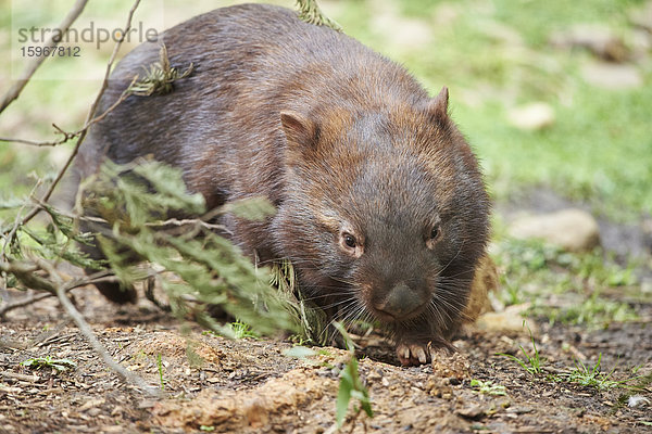 Nacktnasenwombat  Vombatus ursinus  Wilsons Promontory National Park  Victoria  Australien