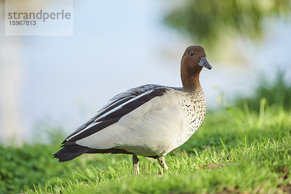 Mähnengans  Chenonetta jubata  Victoria  Australien