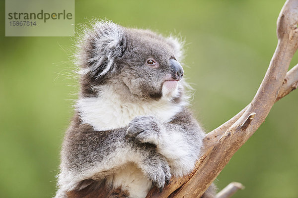 Koala  Phascolarctos cinereus  Victoria  Australien